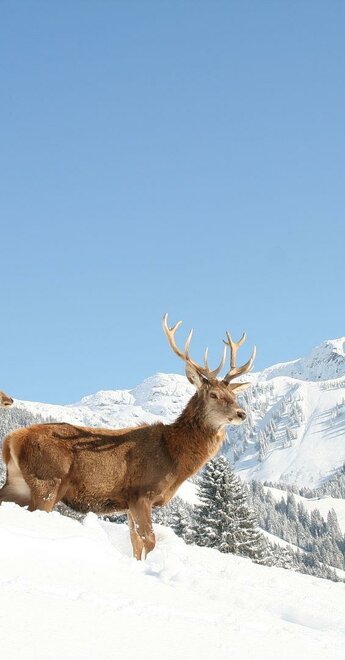 Wildpark Winter Wildpark Winter