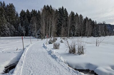 Präparierter Winterwanderweg führt über eine verschneite Fläche auf einen Nadelwald zu.