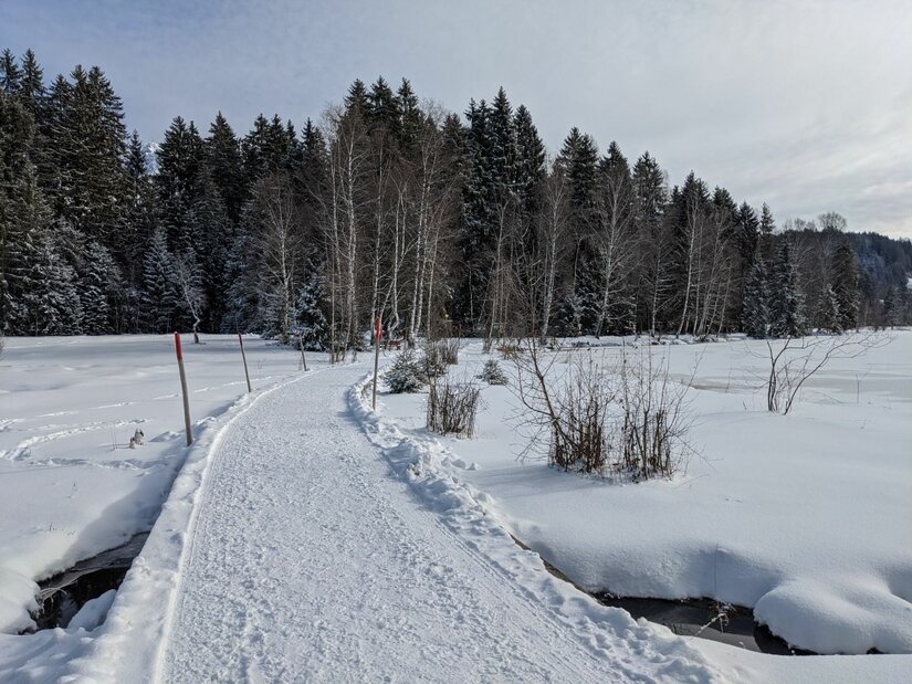 Präparierter Winterwanderweg führt über eine verschneite Fläche auf einen Nadelwald zu.