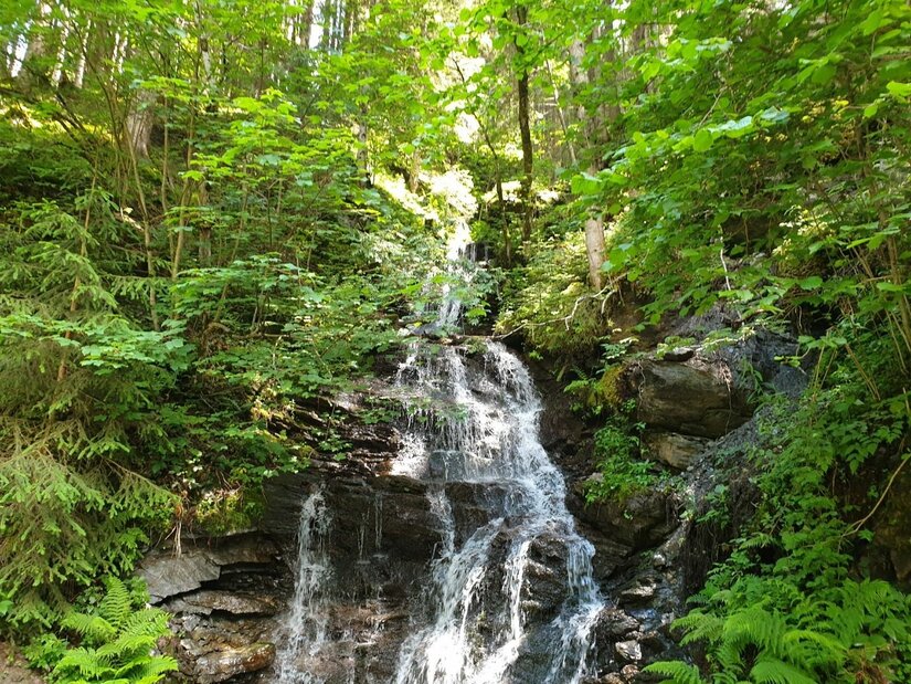 Ein kleiner Wasserfall fließt über dunkle Felsen inmitten eines dichten, grünen Mischwaldes.