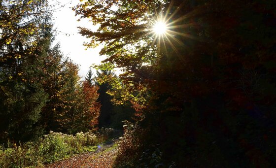 Sonneneinstrahlung durch herbstliche Baumkronen an einem Waldweg.