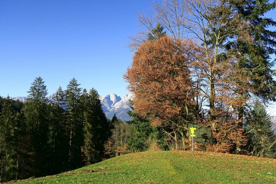 Wanderweg auf einer Wiese mit herbstlichen Bäumen und Blick auf schneebedeckte Berggipfel unter blauem Himmel.