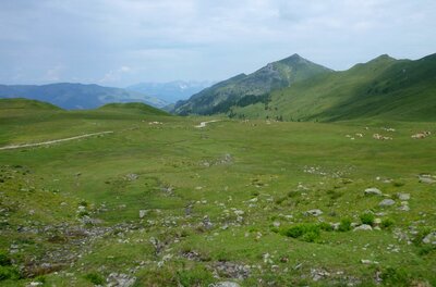 Almlandschaft beim Kuhkaser Weite alpine Graslandschaft mit Wanderweg, grasenden Kühen und Berggipfeln unter bewölktem Himmel.