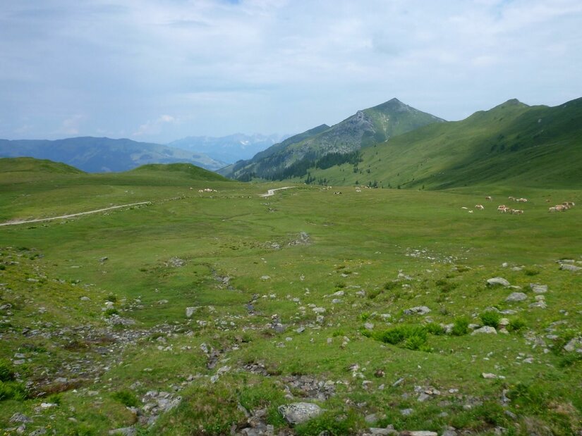 Weite alpine Graslandschaft mit Wanderweg, grasenden Kühen und Berggipfeln unter bewölktem Himmel.