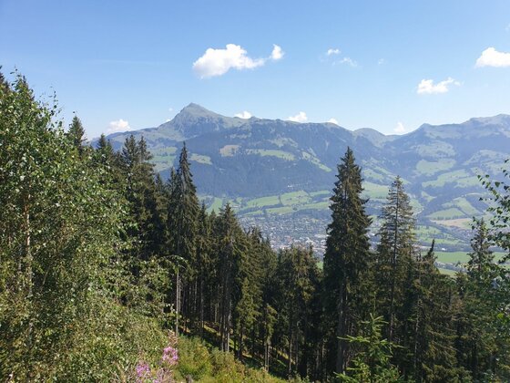 Blick durch Nadelbäume auf ein bewaldetes Gebirgsmassiv mit einem markanten Gipfel unter blauem Himmel.