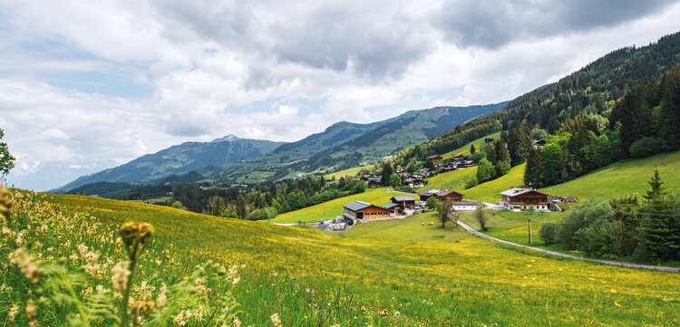 Grüne Wiese mit Blumen und Wald im Hintergrund