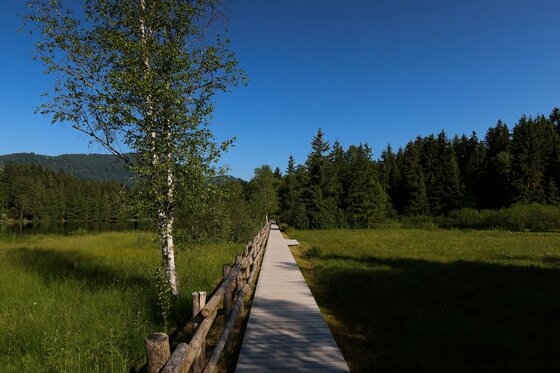 Ein schmaler Holzsteg führt durch eine grüne Moorlandschaft mit Bäumen unter blauem Himmel.