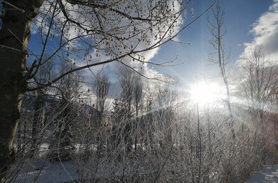 Winterlicher Buchenwald Verschneite Äste und Bäume im Gegenlicht der Wintersonne vor blauem Himmel.