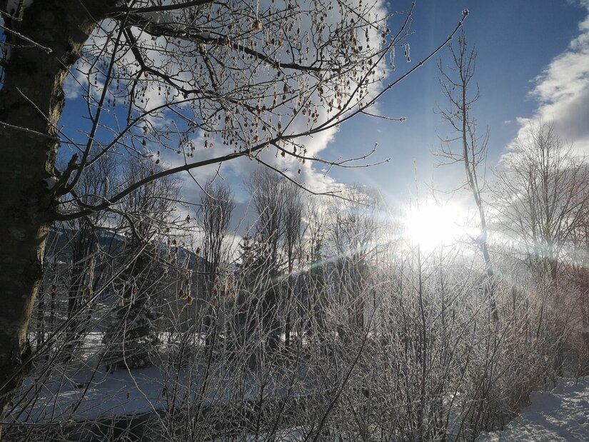 Verschneite Äste und Bäume im Gegenlicht der Wintersonne vor blauem Himmel.