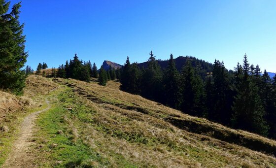 Ein schmaler Wanderweg führt über eine grasbewachsene Almfläche in Richtung eines Nadelwaldes und Berggipfels.