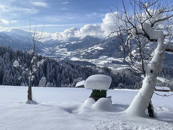 741D1DB8-2C0A-4AB9-AAA6-FFCBAD4E8EB1_1_105_c Eine verschneite Landschaft mit schneebedeckten Bäumen und Bergen im Hintergrund. Der Himmel ist klar mit einigen Wolken, die die Szenerie erhellen.