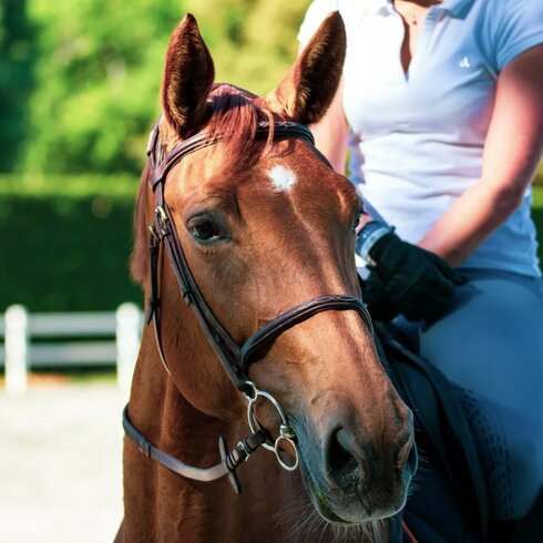 Reiten in Kitzbühel