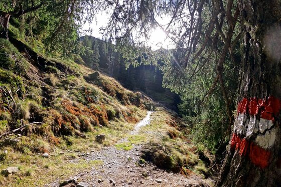 Wanderweg der Schotting-Runde Schmaler Wanderweg am Hang mit rot-weißer Markierung an einem Baumstamm im Vordergrund.