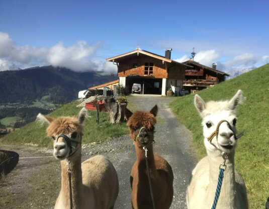 Alpaka Spaziergang - Erlebnis am Berg