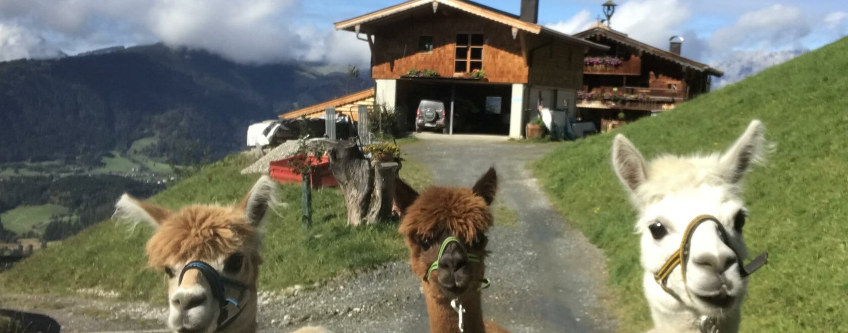 Alpakahof Pletzern Alpakas