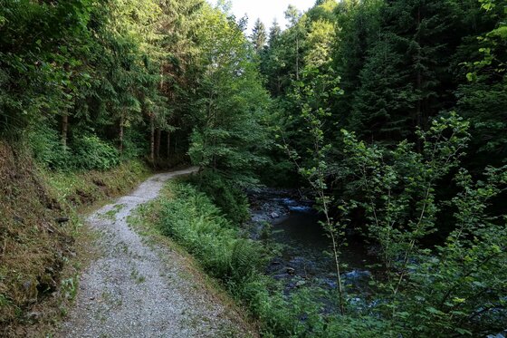 Ein schmaler Schotterweg führt durch einen dichten Nadelwald entlang eines kleinen Bachlaufs.