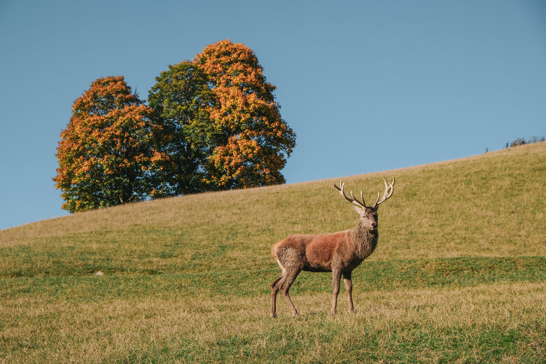 Wildpark Aurach Wildpark Aurach