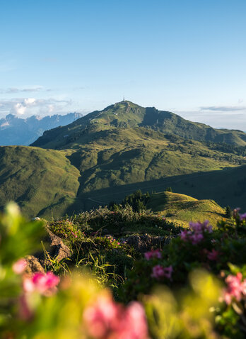 Eine atemberaubende Berglandschaft mit sanften Hügeln und blühenden Pflanzen im Vordergrund, unter einem klaren blauen Himmel.