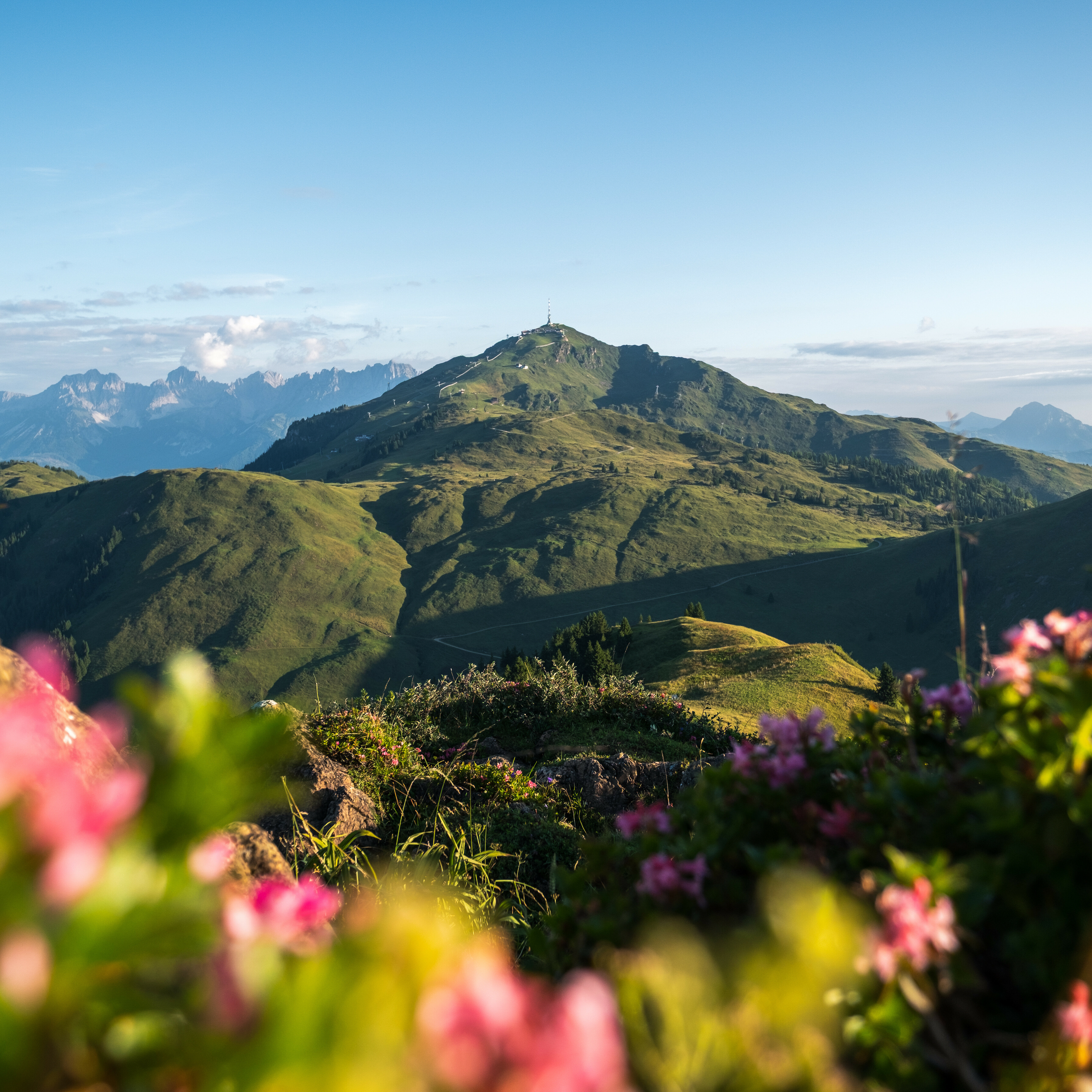 Eine atemberaubende Berglandschaft mit sanften Hügeln und blühenden Pflanzen im Vordergrund, unter einem klaren blauen Himmel.