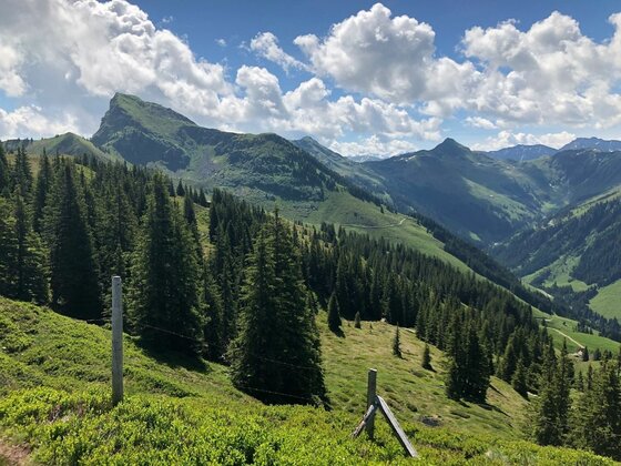 Blick über bewaldete Berghänge auf markante Alpengipfel unter bewölktem Himmel.