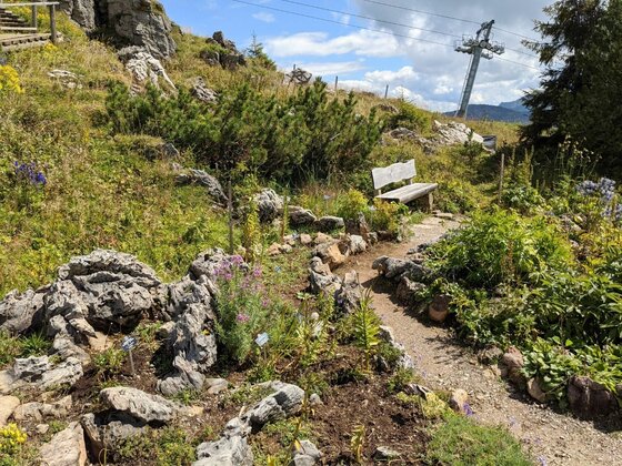 Alpenblumengarten am Kitzbüheler Horn Schmaler Pfad im Alpenblumengarten mit Holzbank, Felsen und einem Liftmast im Hintergrund.
