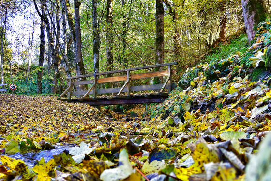 Holzbrücke über einen Bachlauf in einem herbstlichen Wald mit gelbem Laub am Boden.
