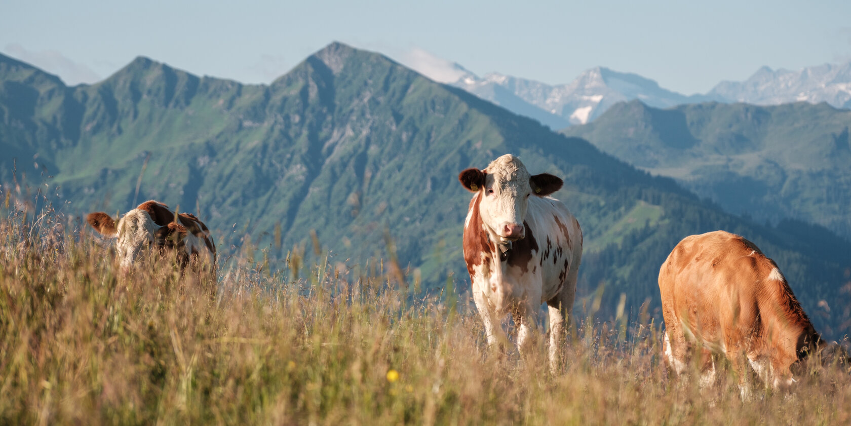 LocalHeroes Südberge in Kitzbühel