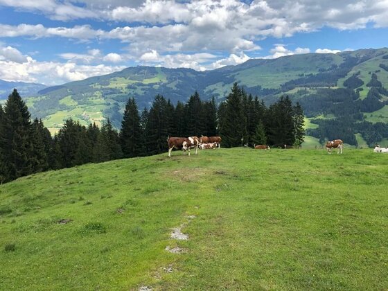 Kühe auf einer grünen Almwiese vor Nadelbäumen und bewaldeten Bergen unter bewölktem Himmel.