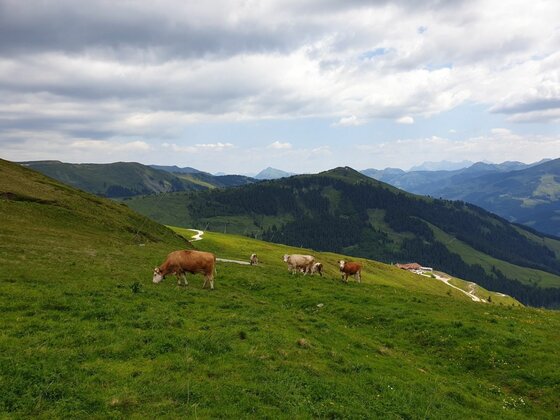 Kühe grasen auf einer grünen Bergwiese vor bewaldeten Hügeln unter bewölktem Himmel.
