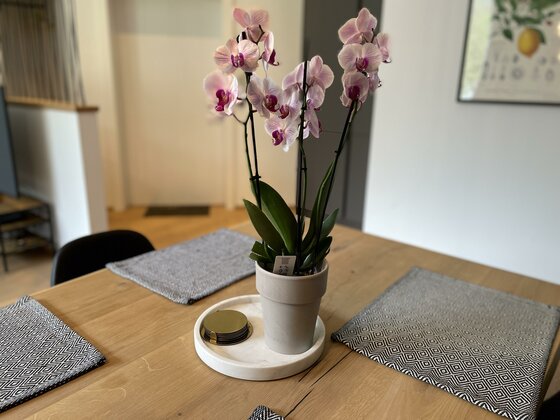 Innenansicht Apartment 1919 Rosa Orchidee in einem grauen Topf auf einem Holztisch mit Platzsets.