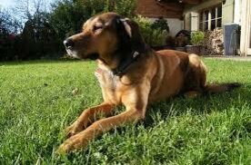 Ein brauner Hund liegt auf einer grünen Wiese vor einem Haus.