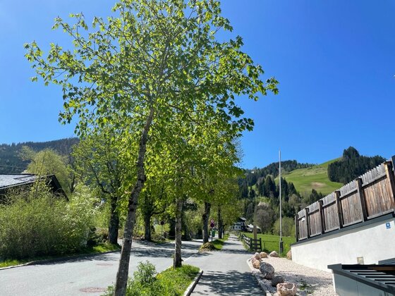 Weg am Kreuzweg Asphaltierter Weg gesäumt von Laubbäumen vor bewaldeten Hügeln unter blauem Himmel.