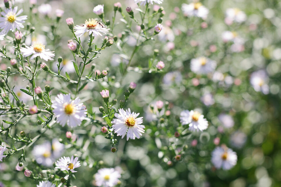 Alpenblumengarten in Kitzbühel endecken - weiße Blüten