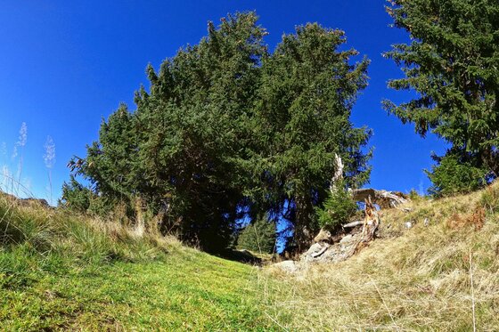 Grüne Almwiese mit Nadelbäumen unter blauem Himmel.