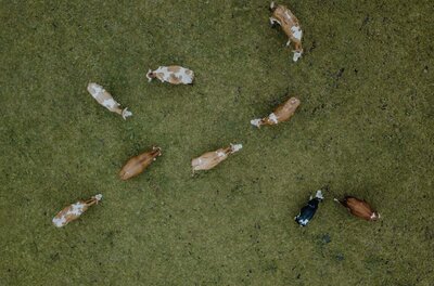 <p>Eine Gruppe von Kühen auf einer grünen Wiese. Einige Kühe sind braun und andere schwarz-weiß.</p>