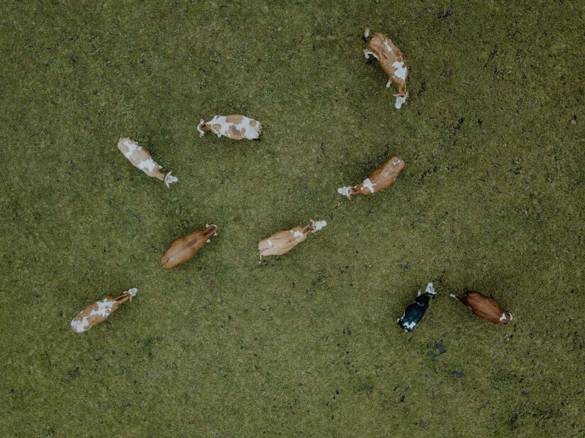 Kuhlinarik Sommer <p>Eine Gruppe von Kühen auf einer grünen Wiese. Einige Kühe sind braun und andere schwarz-weiß.</p>