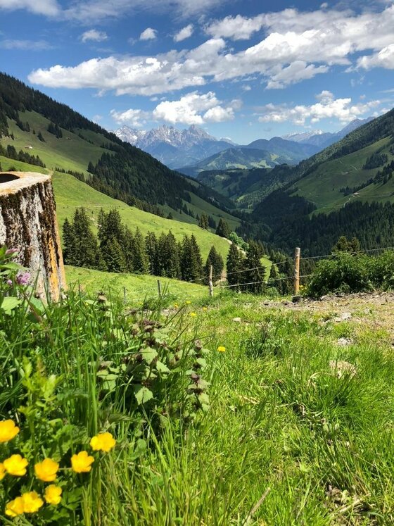 Aussicht vom Klausenberg Blick über eine grüne Almwiese mit gelben Blumen in ein bewaldetes Tal vor fernen Berggipfeln.