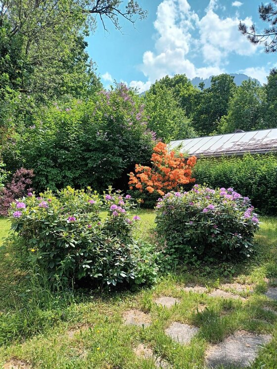 Garten mit blühenden lila und orangefarbenen Sträuchern vor Bäumen und einem Hausdach.
