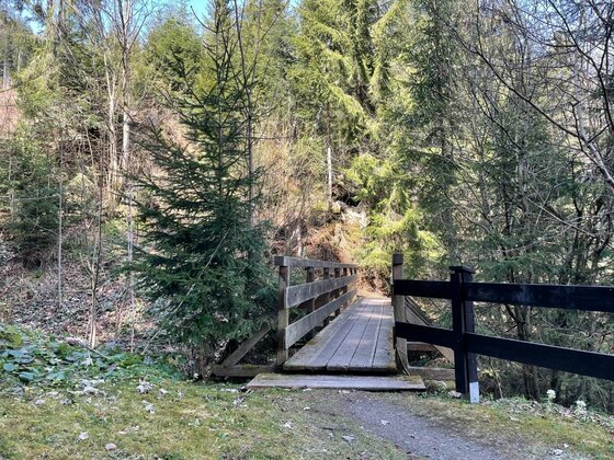 Holzsteg am Ganslernweg Schmale Holzbrücke führt über einen Graben in einen Nadelwald.