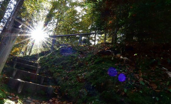 Holztreppe auf einem Waldweg mit Sonnenstrahlen zwischen den Bäumen und lila Blumen im Vordergrund.
