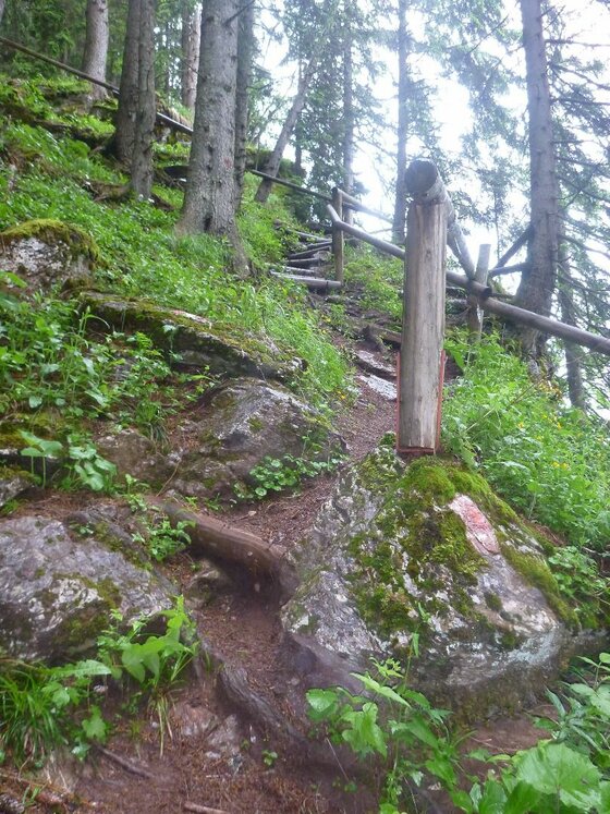 Steiler Waldpfad mit Holzgeländer und moosbewachsenen Steinen.