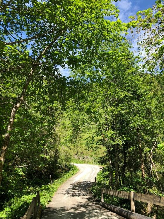Ein geschotterter Forstweg führt durch einen dichten Laubwald über eine kleine Holzbrücke.