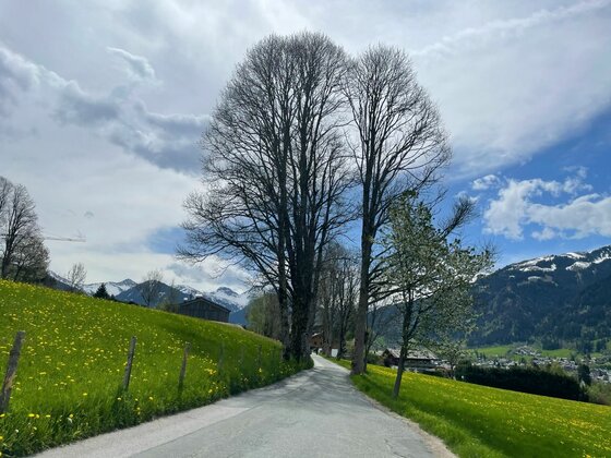 Asphaltierter Weg zwischen grünen Wiesen mit hohen, blattlosen Bäumen vor schneebedeckten Bergen.