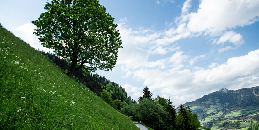 Rennrad fahren im Frühling in Kitzbühel 