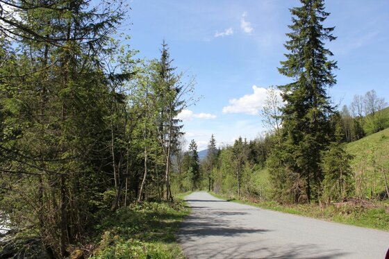 Weg am Wildpark Asphaltierter Weg führt durch einen Nadelwald unter blauem Himmel.