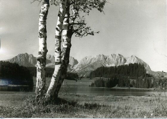 Schwarz-Weiß-Fotografie von Birken vor einem See mit Bergmassiv im Hintergrund.