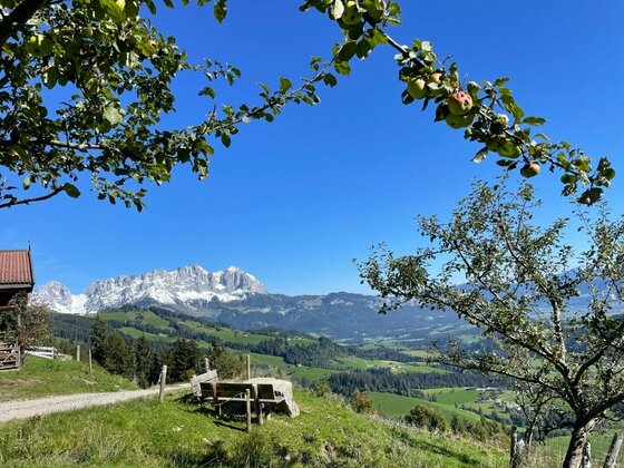 Aussichtspunkt Hollenauer Kreuz Blick von einer Holzbank auf ein grünes Tal und ein schneebedecktes Gebirgsmassiv unter blauem Himmel.
