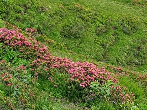 Nahaufnahme von blühenden Almrausch-Sträuchern mit rosa Blüten auf einer grünen Bergwiese.