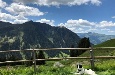 Ein schwarz-weißer Hund liegt auf einer Wiese vor einem Holzzaun mit Blick auf bewaldete Berge.