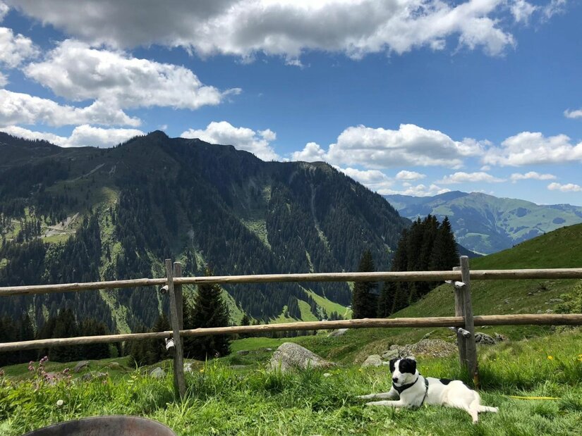 Hund auf der Wildalm Ein schwarz-weißer Hund liegt auf einer Wiese vor einem Holzzaun mit Blick auf bewaldete Berge.